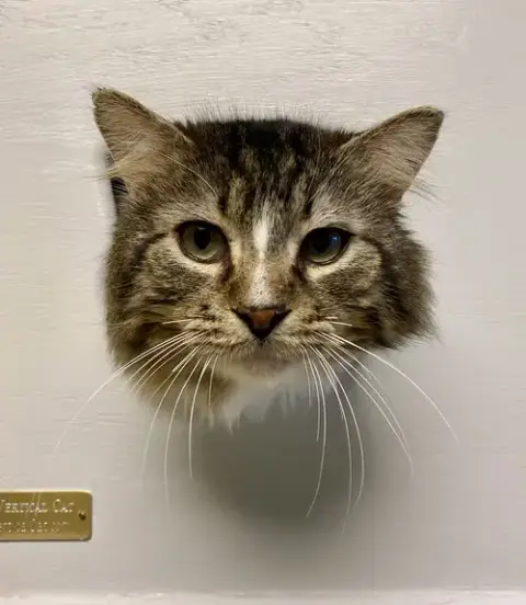Mowhawk