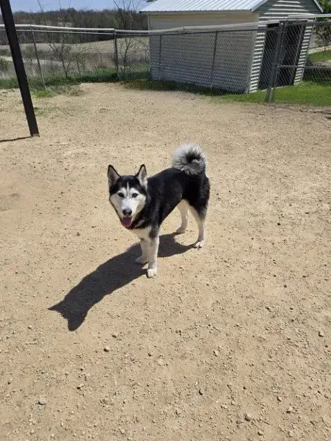 Tala