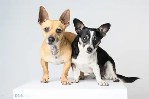 Bonded Pair
