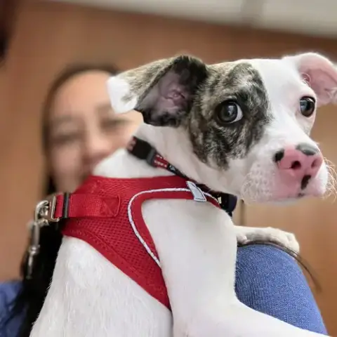 Dottie