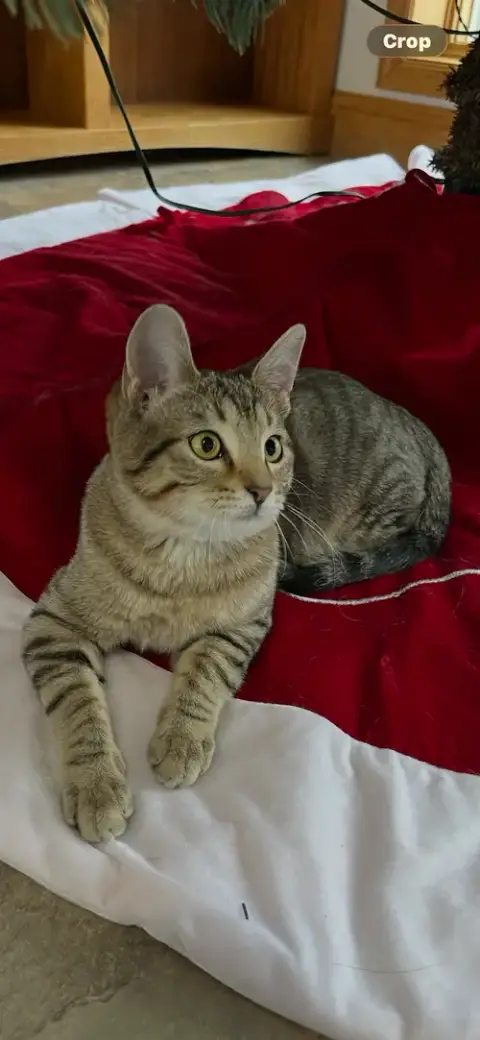 Kitka photo 3