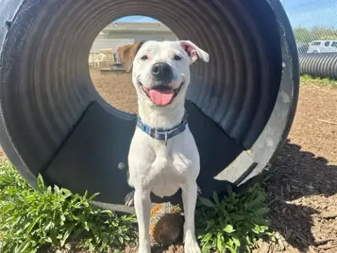 Roo