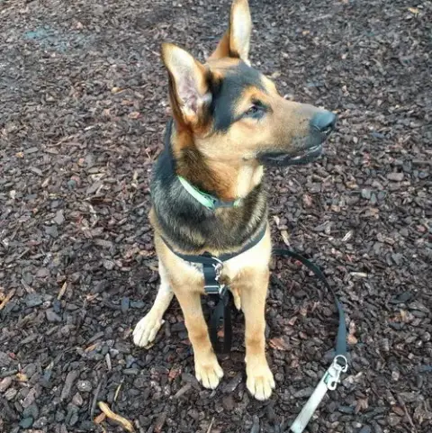 Dexter photo 3