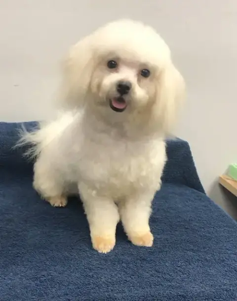Simon