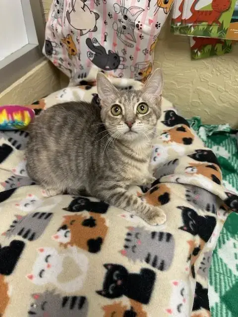 Cinder