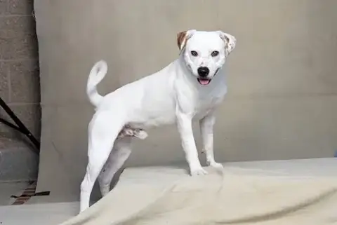 Juno