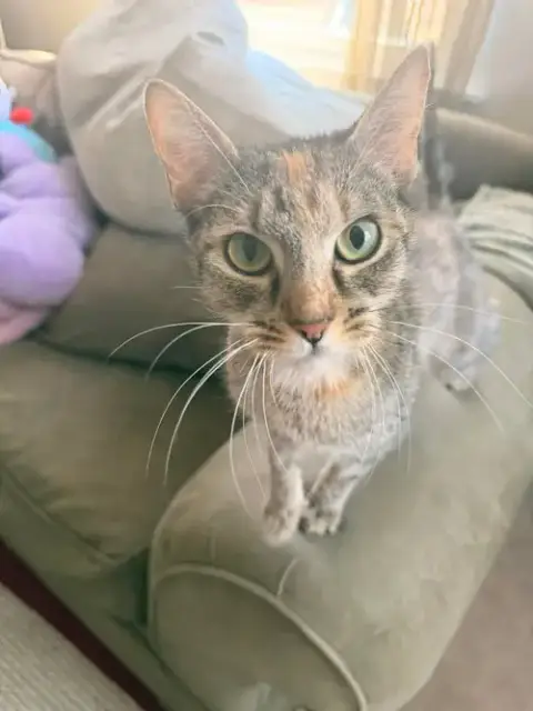 Pookie