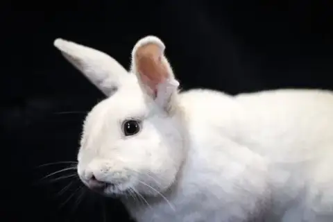 Olaf photo 3