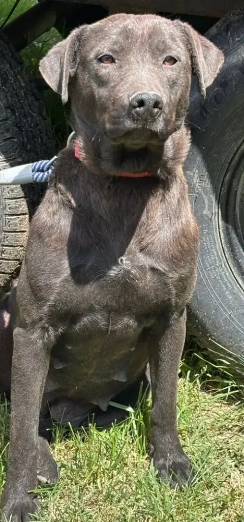 Pepper: At Shelter