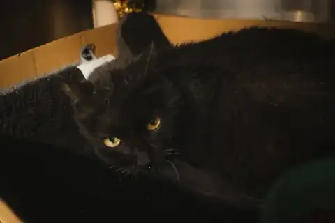 Anastasia