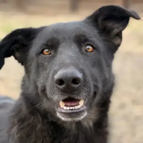 Rosie photo 4