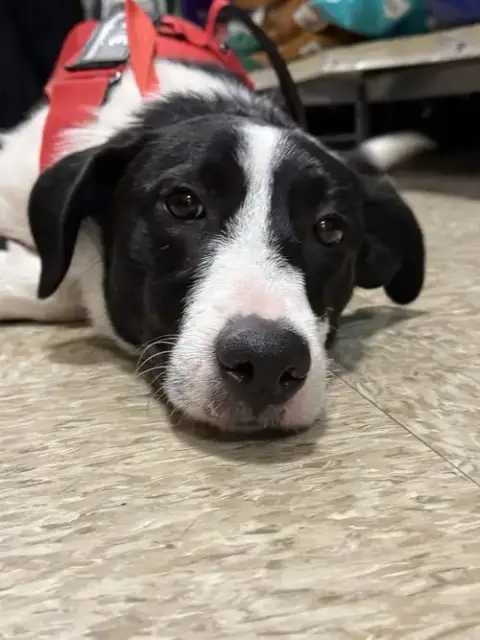 Oreo photo 3