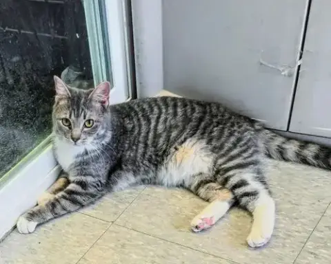 Mittens photo 4