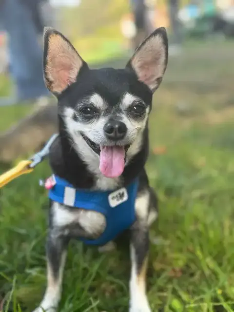 Tito
