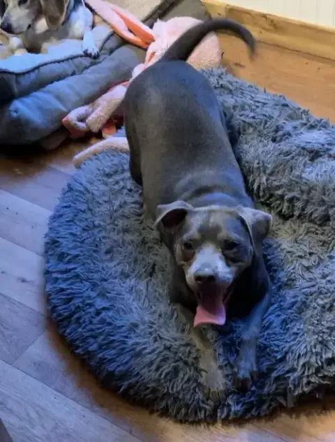 Rolo