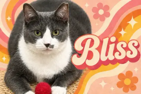 Bliss