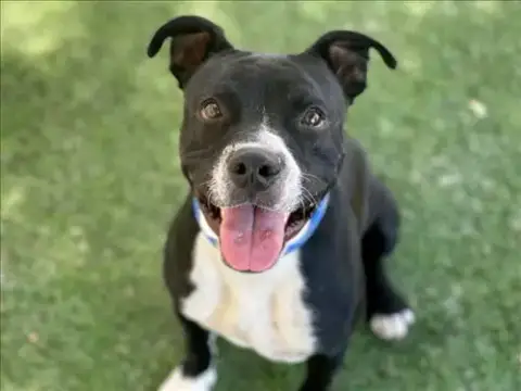 Blitz