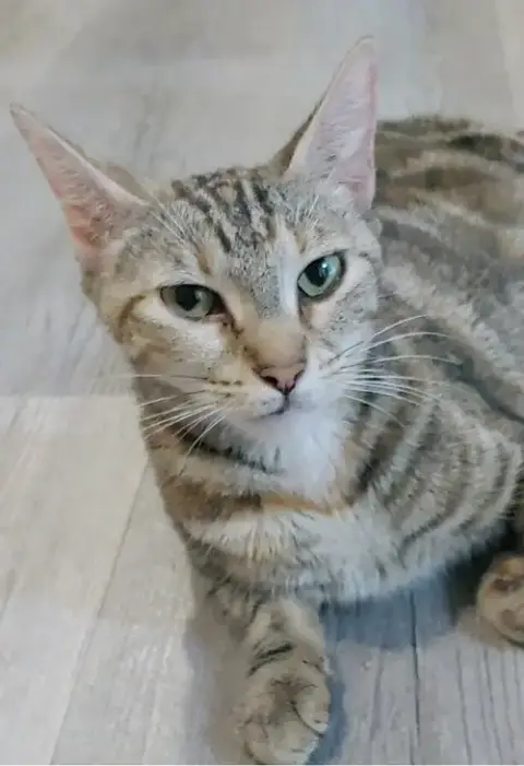 Misu