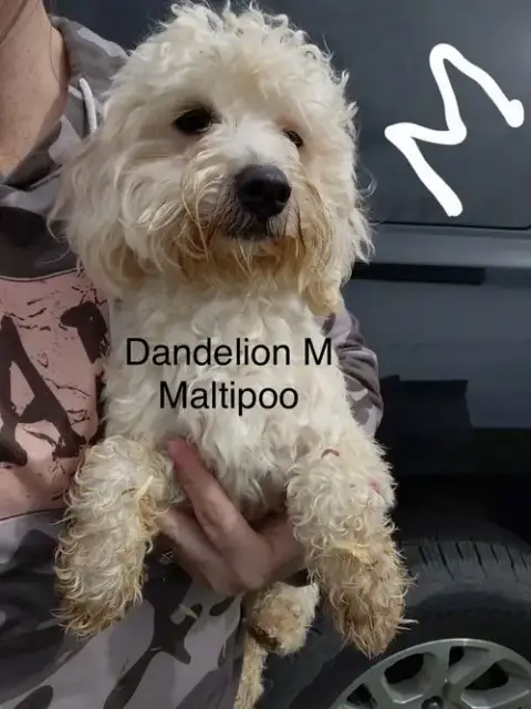 Dandelion #8026