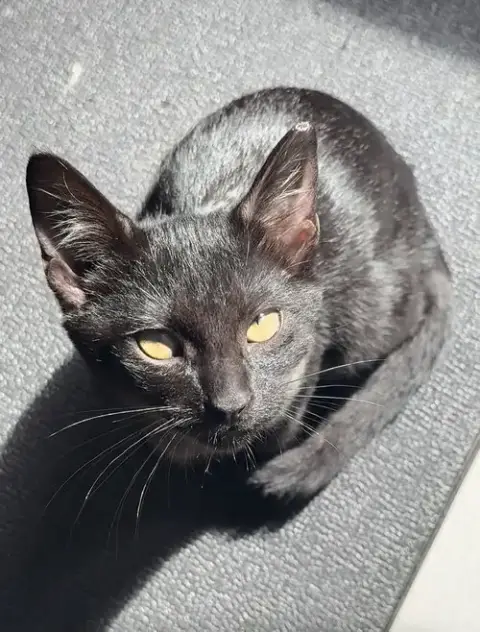Suede