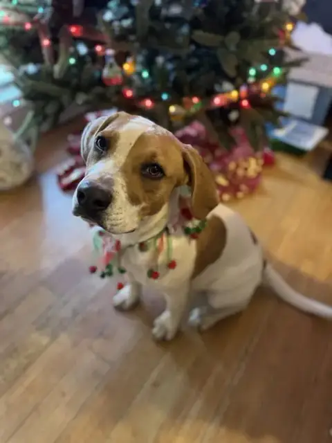 Buddy photo 3