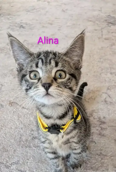 Alina