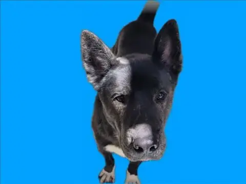 Cholo