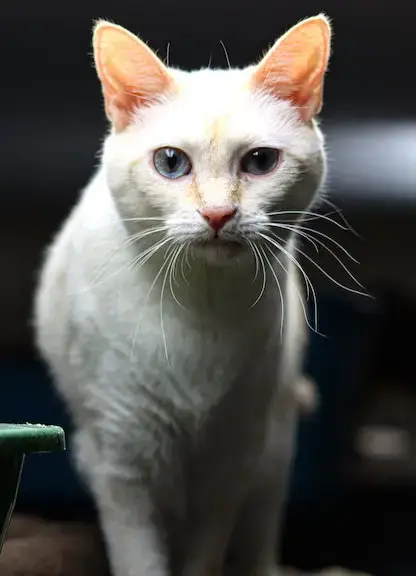 Nala photo 3