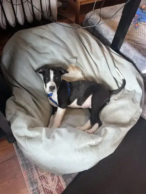 Apollo photo 2