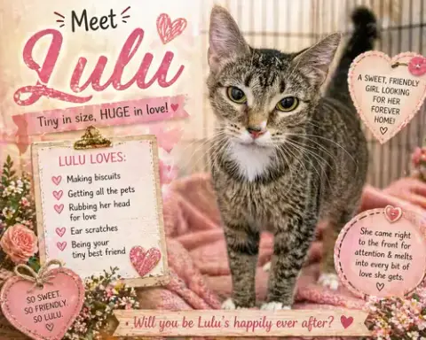 Lulu photo 2