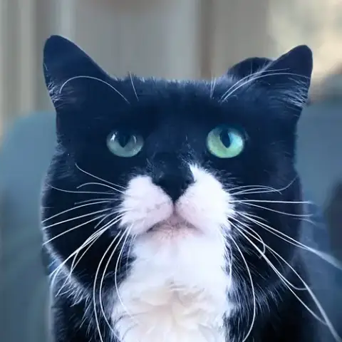 Dill