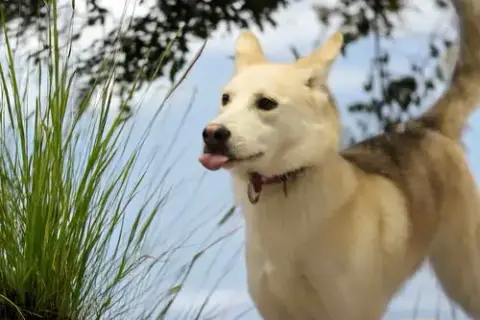 Calypso photo 2