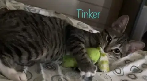 Tinker photo 5
