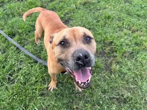 Axel