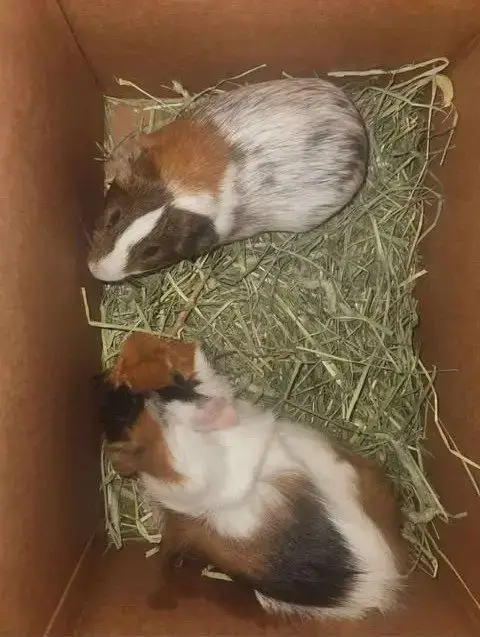 Pudge And Pebble