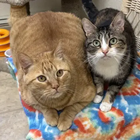 Mammas & Simba