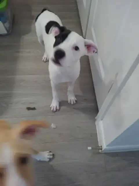 Lola photo 2