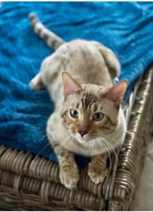 Rollins:  Bengal photo 4