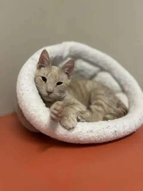 Milo