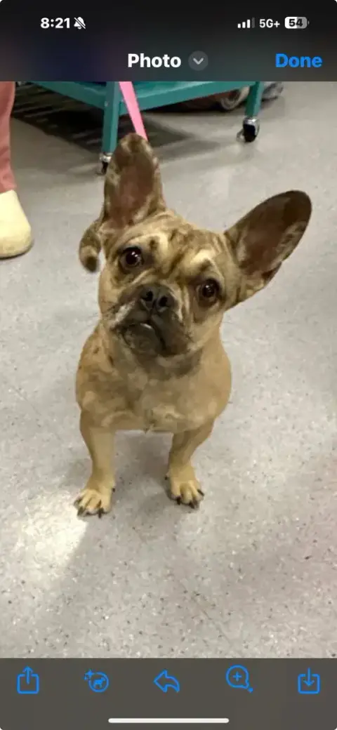 Truffle
