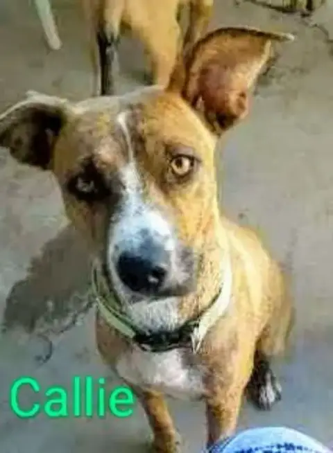 Callie