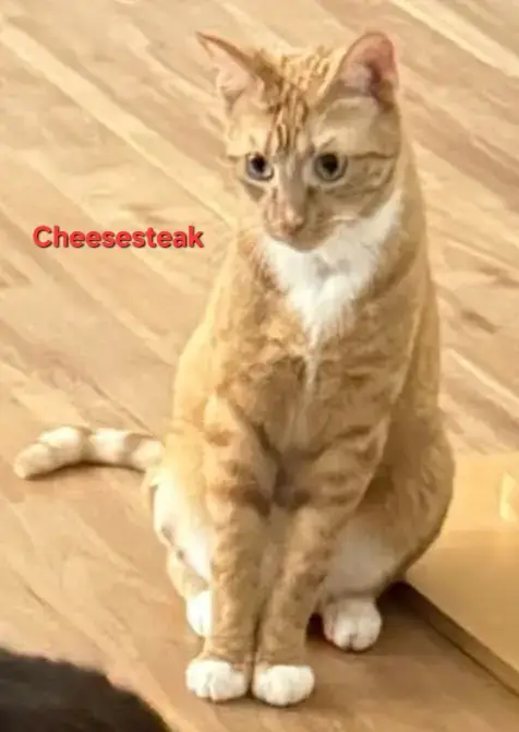 Cheesesteak photo 3