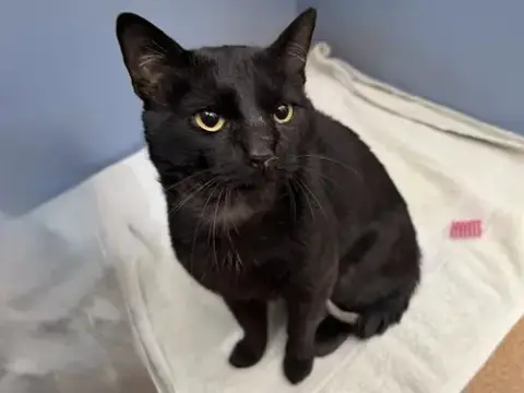Chonkers