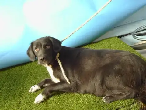 Daisy