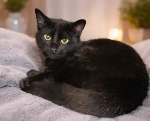 Kitten Kane photo 2