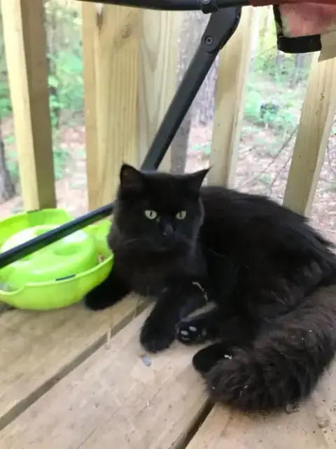Merle