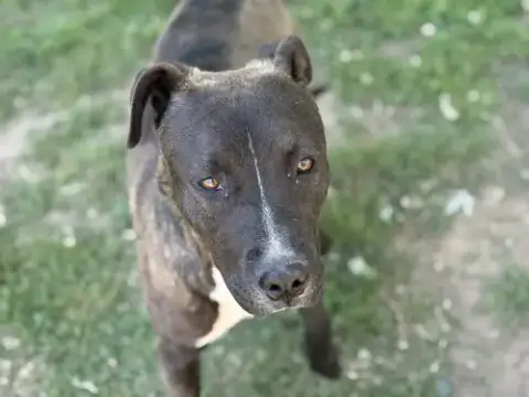 Benny