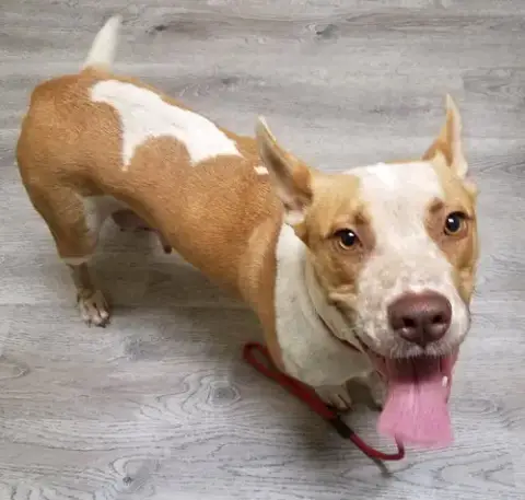 Kona