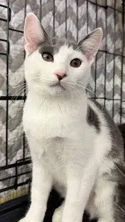 Tam