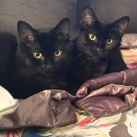 A Fluffy Pair Called Wellies & Weston